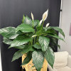 The Spathiphyllum, or Peace Lily, is a timeless symbol of tranquility and