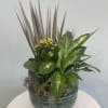This stunning garden in an 8&quot; ceramic dish is any plant lovers&#039;