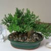 A fantastic bonsai tree in a ceramic planter is a wonderful gift