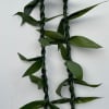 Versatile ti leaf single strand 