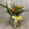 3 Bromeliad plants planted in one pot placed in a wicker basket