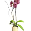 Double the beauty, double the impact. Our two-stem phalaenopsis orchids bring a