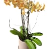 A graceful orchid plant showcasing soft peach petals kissed with rich burgundy
