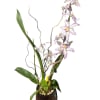 A captivating Zygonisia Cynosure &#039;Blue Birds&#039; orchid displays its enchanting blooms in