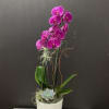 Purple Orchid plant, Succulent in ceramic container 