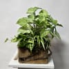 Three Green Plants in a Live Edge Wooden Container. 