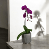 A high quality single Purple orchid arrangement with a vase 7&quot; D