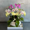 Our colorful Mini Spike Orchids came just in time for the warming