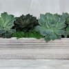 Succulents in a wooden planter.