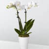 A beautiful and classic white orchid. Perfect for all occasions, bring it