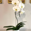 A beautiful and classic white orchid. Perfect for all occasions, bring it