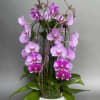 This is one of our new stunning designs. This will include four