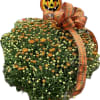 Potted patio mum mixed colors dressed with scarecrow or pumpkin decor, bow