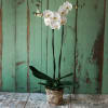 Stunning Phalaenopsis Orchid In A Keepsake Container. Approximately 29&quot; tall, heights can