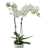 Our designers will carefully select a blooming white orchid symbolizing peace, purity