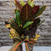 Croton plants feature glossy, leathery leaves that are typically large and come