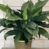 A nice green houseplant in a basket with a bow.  This