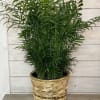 A nice green houseplant in a basket with a bow.  This
