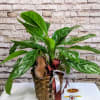 Aglaonema, commonly known as Chinese Evergreen, is a popular houseplant admired for