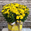 Our Patio Mum is locally grown in Stanley and a seasonal favorite