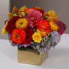 Bright and sunny - a burst of optimism that sings &quot;the sun&#039;ll