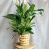 6&quot; (SIZE OF POT) PEACE LILY PLANT IN A BASKET