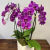 Classic and elegant- 2 orchid (4 spikes) plants in a wooden modern