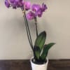 A double spiked orchid plant- in a modern ceramic pot.  pink