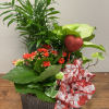 This collection of hardy green plants with a blooming plant (color may