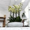 A high quality Eighteen yellow orchids arrangement with a vase 18&quot; D