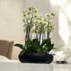 A high quality Eighteen yellow orchids arrangement with a vase 20&quot; D