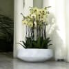 A high quality Nineteen yellow orchids arrangement with a vase 20&quot; D
