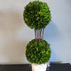 Gorgeous topiary display. The box wood will need misted every few days