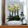 A high quality Nineteen yellow orchids arrangement with a vase 18&quot; D