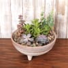 Small Succulent planter with variety of plants.