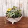 Small Succulent planter with variety of plants.
