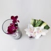 A beautiful pair of Orchids perfect for your office or home