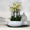 A high quality Twenty yellow orchids arrangement with a vase 20&quot; D