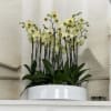 A high quality Twenty yellow orchids arrangement with a vase 19.5&quot; D