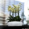A high quality Twenty yellow orchids arrangement with a vase 18&quot; D