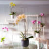 Orchid Plant Arrangement with a variety of colors displayed in a beautiful