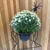 Mum in a spider container