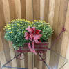 Mums in a Wagon 

Our cheerful Mums in a Wagon make the