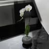 A high quality Single white orchid arrangement with a vase 8.5&quot; D