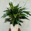 Floor standing peace lily decorated in white wash wicker basket. 
Sizes vary