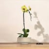 A high quality Single yellow orchid arrangement with a vase 9.5&quot; D