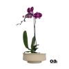 A high quality Single purple orchid arrangement with a vase 9.5&quot; D