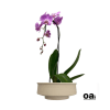 A high quality Single pink orchid arrangement with a vase 9.5&quot; D