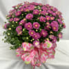 Assorted 6 inch (standard, deluxe 10&rdquo;)chrysanthemum plants in a basket with a