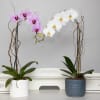 Orchid Plant Arrangement with a variety of colors displayed in a beautiful